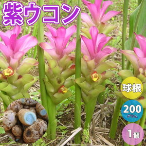 球根 ウコン Diy 工具の人気商品 通販 価格比較 価格 Com