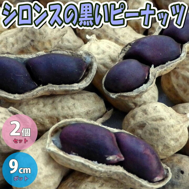 楽天市場 送料無料 落花生の苗 シロンスの黒いピーナッツ 野菜苗 9cmポット実生苗 2個セット 落花生苗 らっかせい苗 ピーナッツ苗 ぴーなっつ豆 黒いピーナッツ 黒落花生 ガーデニング 家庭菜園 ベランダ 露地栽培 簡単栽培 庭植え プランター ベランダ菜園 植物 楽天市場 送料無料 落花生の苗 シロンスの黒いピーナッツ 野菜苗 9cmポット実生苗 2個セット 落花生苗 らっかせい苗 ピーナッツ苗 ぴーなっつ豆 黒いピーナッツ 黒落花生 ガーデニング 家庭菜園 ベランダ 露地栽培 簡単栽培 庭植え プランター ベランダ菜園 植物