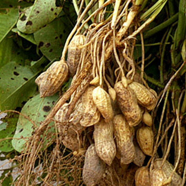 楽天市場 送料無料 落花生の苗 シロンスの黒いピーナッツ 野菜苗 9cmポット実生苗 2個セット 落花生苗 らっかせい苗 ピーナッツ苗 ぴーなっつ豆 黒いピーナッツ 黒落花生 ガーデニング 家庭菜園 ベランダ 露地栽培 簡単栽培 庭植え プランター ベランダ菜園 植物 楽天市場 送料無料 落花生の苗 シロンスの黒いピーナッツ 野菜苗 9cmポット実生苗 2個セット 落花生苗 らっかせい苗 ピーナッツ苗 ぴーなっつ豆 黒いピーナッツ 黒落花生 ガーデニング 家庭菜園 ベランダ 露地栽培 簡単栽培 庭植え プランター ベランダ菜園 植物