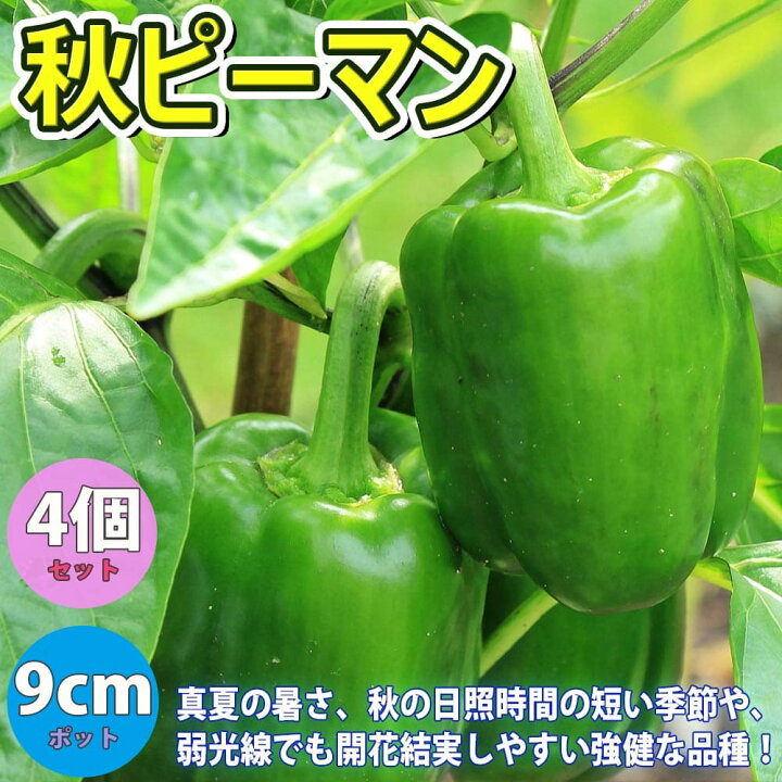 ジャンボピーマン とんがりパワー 自根苗 野菜苗 毎週更新 自根苗