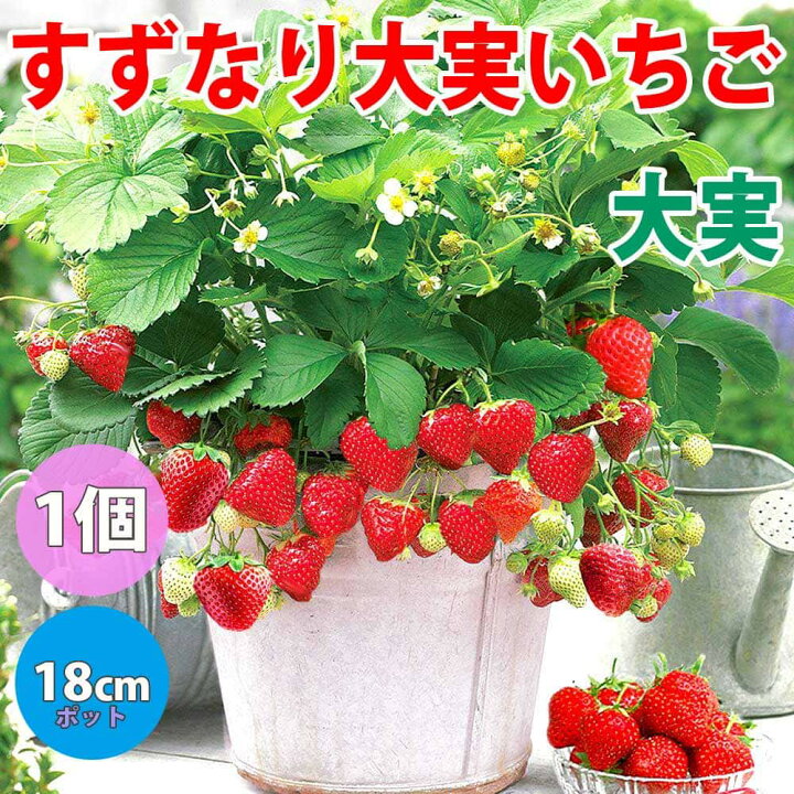 楽天市場 送料無料 すずなり大実いちご 野菜苗 18cmポット大苗 1個 いちご苗 イチゴ苗 苺苗 ストロベリー いちご狩り ガーデング 家庭菜園 農場 農園 露地 ベランダ 多収穫 果樹苗 プレゼント ギフト 苗販売店 すずなりいちご 植物販売のｉｔａｎｓｅ楽天市場店