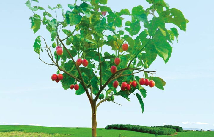 楽天市場 送料無料 トマトの木 タマリロ の苗 10 5cmポット 自根苗 2個セット 果樹苗 タマリロ苗 たまりろ苗 ベランダ 露地栽培 Tomato 春植え 夏植え 野菜苗 フルーツ ツリートマト 希少 品種 植物販売のｉｔａｎｓｅ楽天市場店