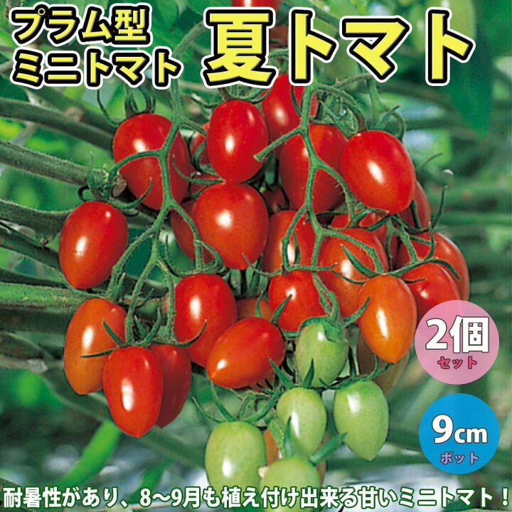 楽天市場 送料無料 夏トマト 野菜苗 9cmポット自根苗 2個セット 夏植え 耐暑性 強健品種 トマト苗 とまと苗 ミニトマト苗 プチトマト苗 家庭 菜園 ガーデニング ベランダ 簡単栽培 露地栽培 ハウス販売 鉢植え プランター Tomato 販売店 植物販売のitanse 楽天市場 送料無料 夏トマト 野菜苗 9cmポット自根苗 2個セット 夏植え 耐暑性 強健品種 トマト苗 とまと苗 ミニトマト苗 プチトマト苗 家庭 菜園 ガーデニング ベランダ 簡単栽培 露地栽培 ハウス販売 鉢植え プランター Tomato 販売店 植物販売のitanse
