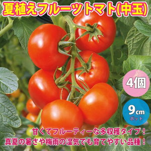 トマト フルーツトマト 苗の人気商品 通販 価格比較 価格 Com