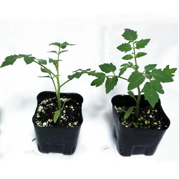 楽天市場 送料無料 F1スナックサンマルツァーノ ミニトマト苗 9cmポット自根苗 2個セット 野菜苗 みにとまと苗 プチトマト苗 ベランダ 多収穫 糖度 Mini Tomato 植物販売のｉｔａｎｓｅ楽天市場店