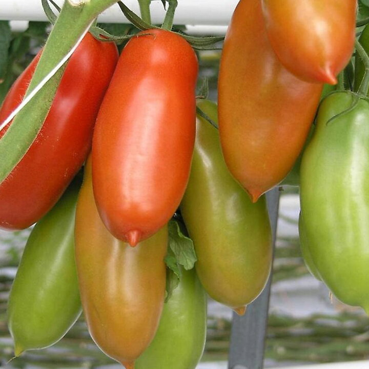 楽天市場 送料無料 F1スナックサンマルツァーノ ミニトマト苗 9cmポット自根苗 2個セット 野菜苗 みにとまと苗 プチトマト苗 ベランダ 多収穫 糖度 Mini Tomato 植物販売のｉｔａｎｓｅ楽天市場店