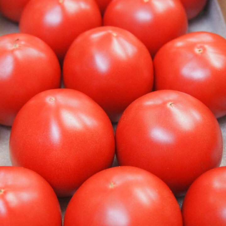 楽天市場 送料無料 フルーツトマト 中玉 の苗 9cmポット自根苗 お買い得4個セット 野菜苗 トマト苗 とまと苗 ベランダ ポット苗 Tomato 中玉トマト 春植え 夏植え 植物販売のｉｔａｎｓｅ楽天市場店