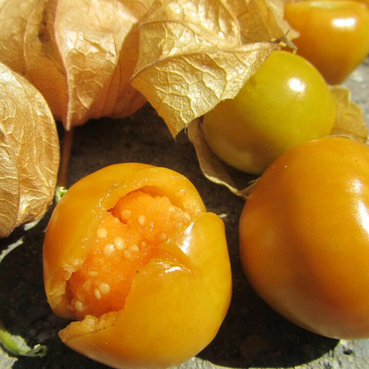 楽天市場 送料無料 ほおずきトマト ゴールデンベリー 野菜苗 9cmポット自根苗 2個セット 野菜苗 トマト苗 とまと苗 鬼灯 ベランダ 露地栽培 Tomato 春野菜 夏野菜 春植え 夏植え 人気 品種 植物販売のｉｔａｎｓｅ楽天市場店
