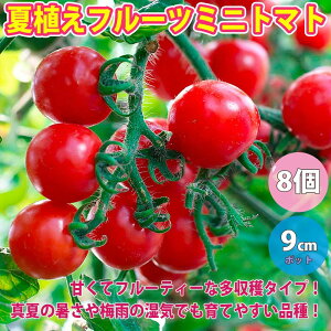 苗 トマトの人気商品 通販 価格比較 価格 Com