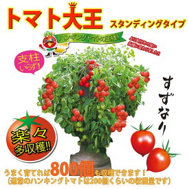 楽天市場 ミニトマト 接木苗の通販