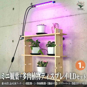 �y���������z�~�j�ϗt�A��+�����A���f�B�X�v���C&����I �H��قڂ��炸!�g�ݖ؍������ݔ��؃��b�N LD�Z�b�g ���� 1���� �f�B�X�v���C �I �ϗt ���b�N �������� ���[