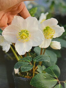 ԕc NX}X[Y jQ Xm[zG[ 10.5cm|bg 1c