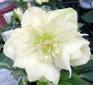 ԕc ~ṼNX}X[Y AWFG 9cm|bg 1c