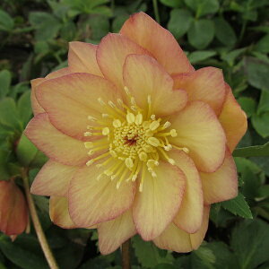 ԕc ~ṼNX}X[Y AvRbgWF[g 9cm|bg 1c