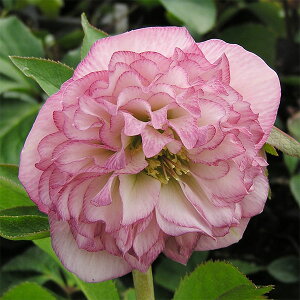 ԕc ~ṼNX}X[Y I[ v}hX 9cm|bg 1c