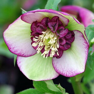 ԕc ~ṼNX}X[Y `F[VtH 9cm|bg 1c