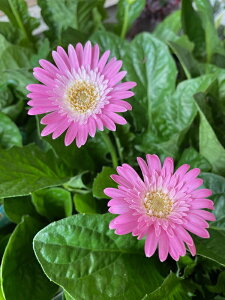 ガーベラ 苗の人気商品 通販 価格比較 価格 Com