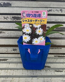 【花苗】シャスターデージー クレージーデージー 9cmポット 1苗