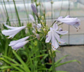 楽天市場 アガパンサス 苗の通販