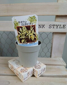 苗 ギボウシの人気商品 通販 価格比較 価格 Com