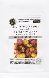 有機種子 ストローフラワー/ヘリクリサム/ムギワラギク ＜モンストローサミックス＞ グリーンフィールドプロジェクトのタネ