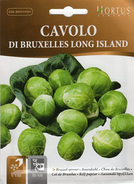 楽天市場 輸入種子 Hortus Di Bruxelles Long Islandブリュッセルスプラウツロングアイランドホルタス社 Ivy 楽天市場 輸入種子 Hortus Di Bruxelles Long Islandブリュッセルスプラウツロングアイランドホルタス社 Ivy