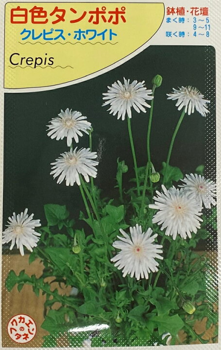 楽天市場 種子 白色タンポポ クレピス ホワイト 福花園のタネ Ivy