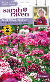 【種子】Johnsons Seeds Sarah Raven Cut flowers & gorgeous gardens Sweet William Electron スイート・ウイリアム（なでしこ） エレクトロン ジョンソンズシード