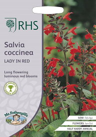 【種子】Mr.Fothergill's Seeds Royal Horticultural Society Salvia coccinea LADY IN RED RHS サルビア レディ・イン・レッド ミスター・フォザーギルズシード
