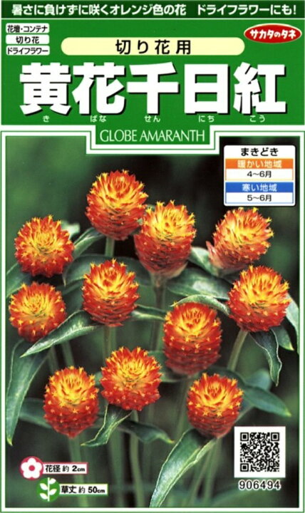 楽天市場 種子 黄花千日紅 切り花用サカタのタネ Ivy