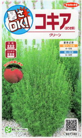 【種子】コキア（ほうき草） グリーン サカタのタネ