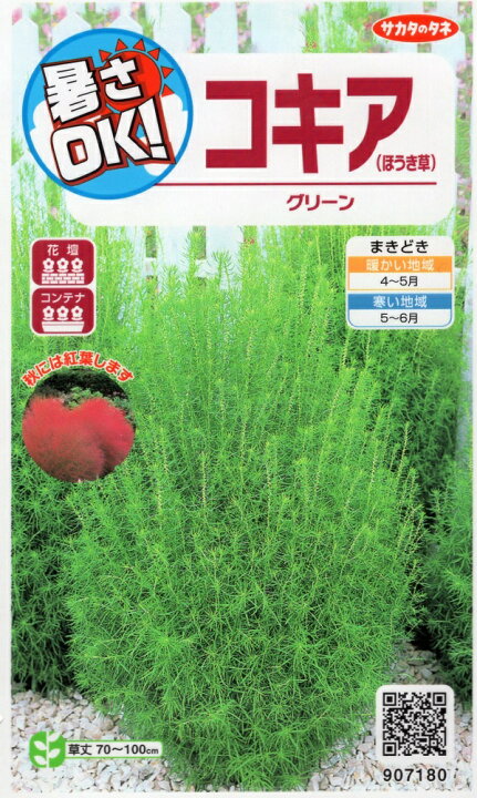 楽天市場 種子 コキア ほうき草 グリーンサカタのタネ Ivy