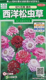 【種子】西洋松虫草 切り花用 混合 サカタのタネ
