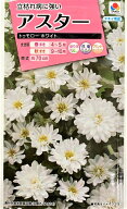花種子 アスター トゥモローホワイト タキイ種苗のタネ 農林水産省品種登録 品種名 TA804