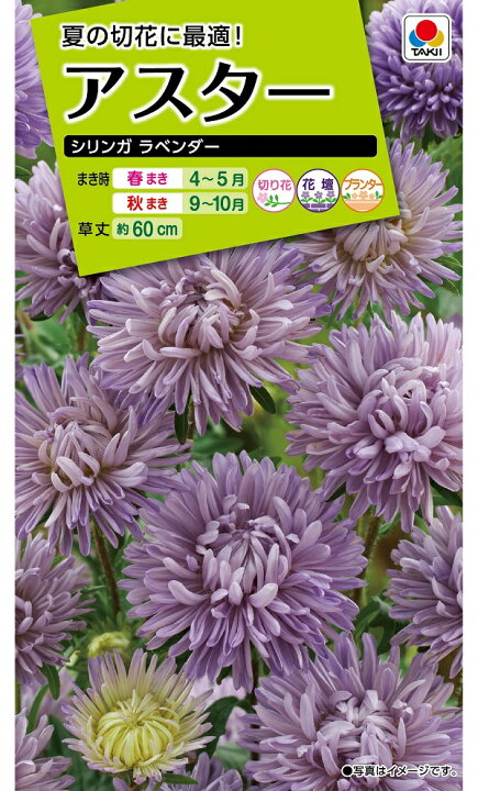 楽天市場 種子 アスター シリンガ ラベンダー タキイ種苗のタネ Ivy