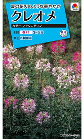 楽天市場 クレオメ 花 ガーデン Diy の通販