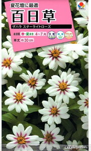 Ԏq SiWjAj Un X^[Cg[Y ^LCc̃^l