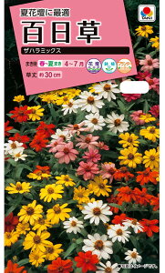 �Ԏ�q �S�����i�W�j�A�j �U�n���~�b�N�X �^�L�C��c�̃^�l