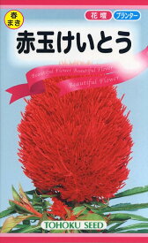 【種子】赤玉けいとう トーホクのタネ