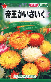 花種子 帝王かいざいく（ヘリクリサム）トーホクのタネ