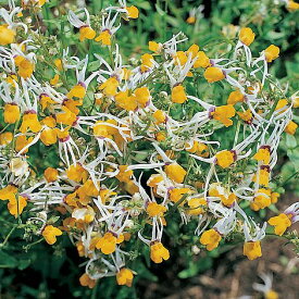 楽天市場 ネメシア 花の通販