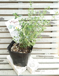 レモン タイム 苗の人気商品 通販 価格比較 価格 Com