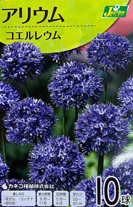 楽天市場 花球根 アリウム コエルレウム 10球入カネコ種苗の球根 Ivy
