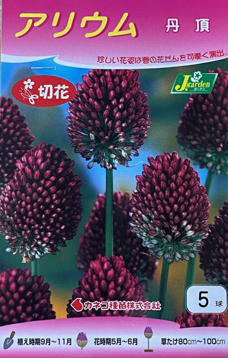 楽天市場 花球根 アリウム 丹頂 5球入 カネコ種苗の球根 Ivy