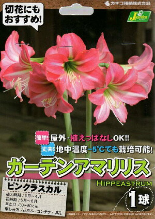 楽天市場 花球根 ガーデンアマリリス 耐寒性ヒッペアストラム ピンクラスカル 1球入カネコ種苗の球根 Ivy 楽天市場 花球根 ガーデンアマリリス 耐寒性ヒッペアストラム ピンクラスカル 1球入カネコ種苗の球根 Ivy