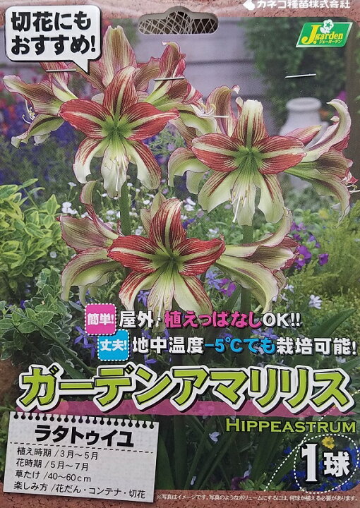 楽天市場 花球根 ガーデンアマリリス 耐寒性ヒッペアストラム ラタトゥイユ 1球入カネコ種苗の球根 Ivy