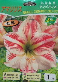 【花球根】アマリリス 丸弁咲き アンビアンス 1球入 カネコ種苗の球根
