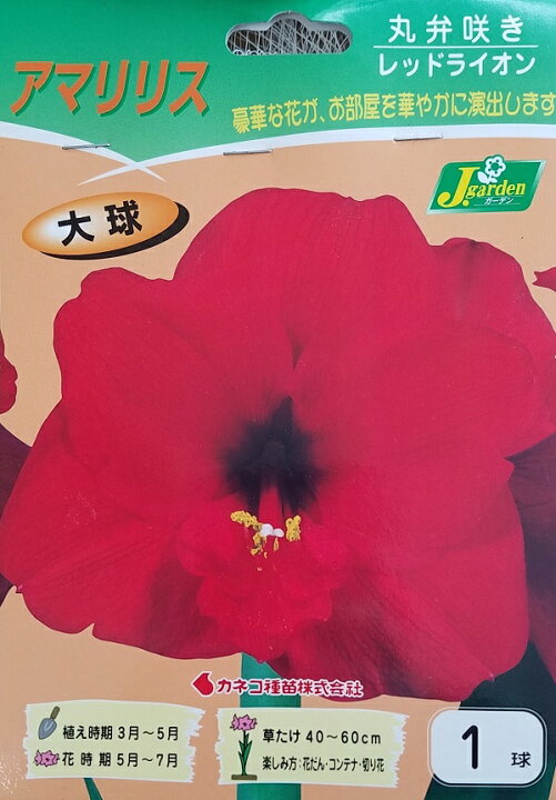 楽天市場 花球根 アマリリス 丸弁咲きレッドライオン 1球入カネコ種苗の球根 Ivy