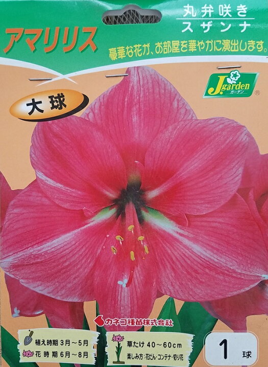 楽天市場 花球根 アマリリス 丸弁咲きスザンナ 1球入カネコ種苗の球根 Ivy