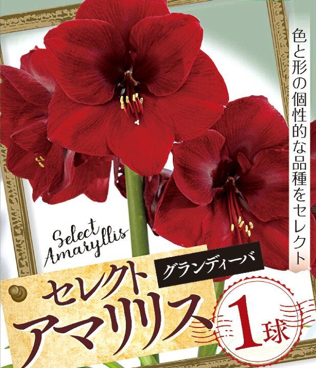 楽天市場 花球根 セレクト アマリリスグランディーバ 1球入カネコ種苗の球根 Ivy
